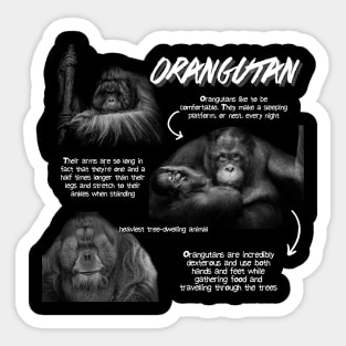 Orangutan Fun Facts Sticker